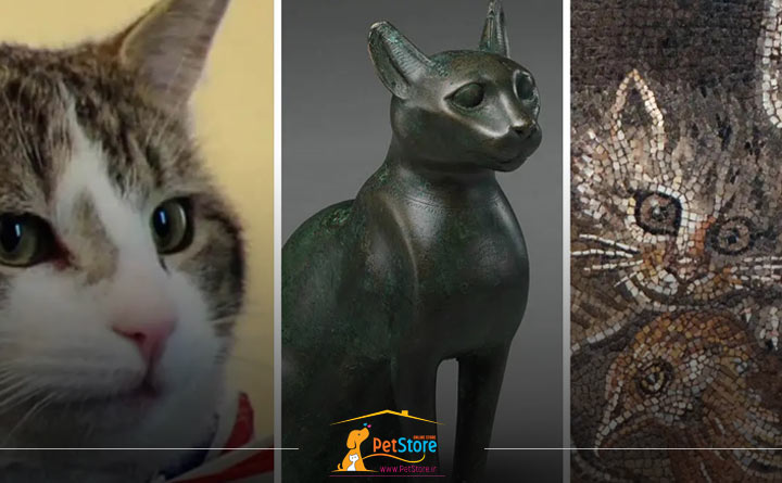 تاریخچه گربه 