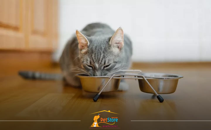 بهترین کاسه آب برای گربه
