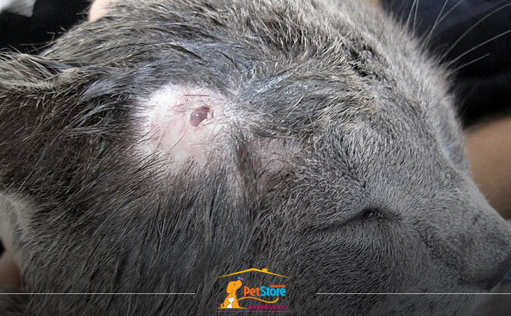 زگیل بیماری پوستی گربه 