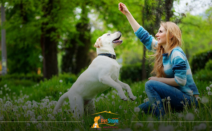 پرت کردن حواس سگ هنگام انجام کار اشتباه برای تربیت صحیح