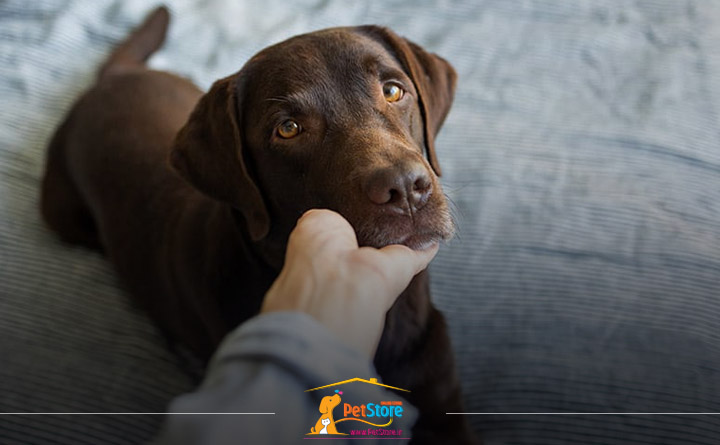 شخصیت سگ وابسته و ترسو