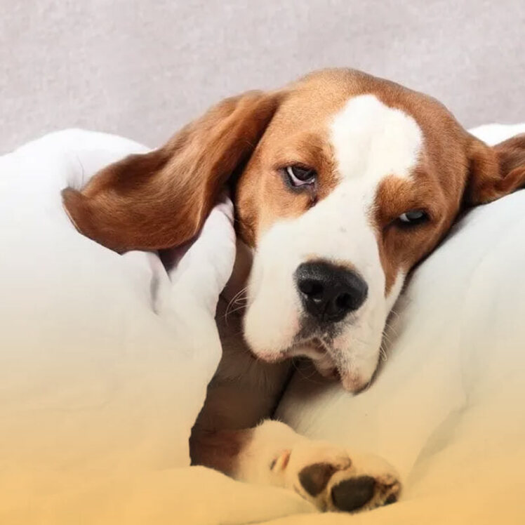 کیسه مقعدی سگ | علائم پر شدن کیسه مقعدی سگ