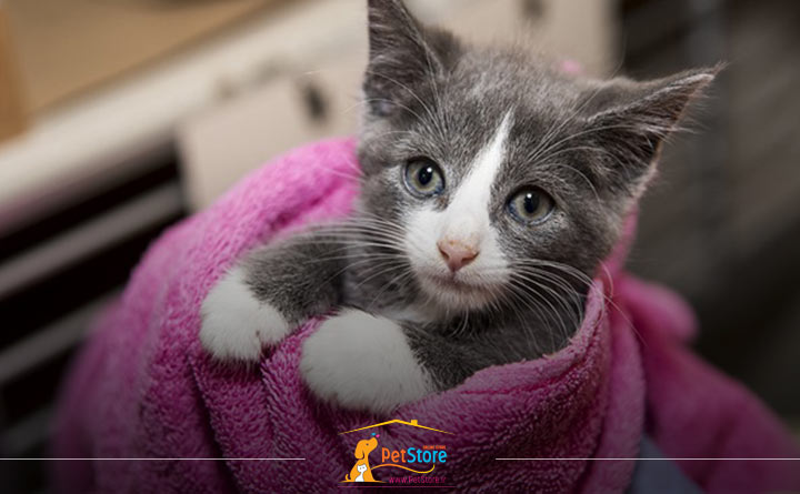 نگهداری از بچه گربه تازه متولد شده