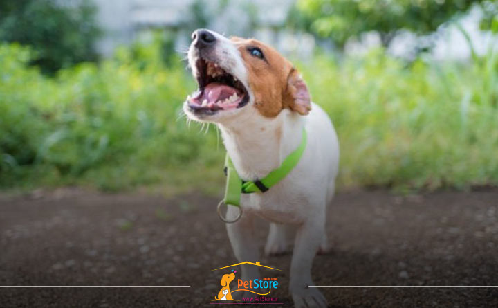 نشانه های دستشویی داشتن سگ