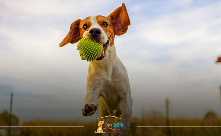 راههای جلوگیری از گاز گرفتن توله سگ