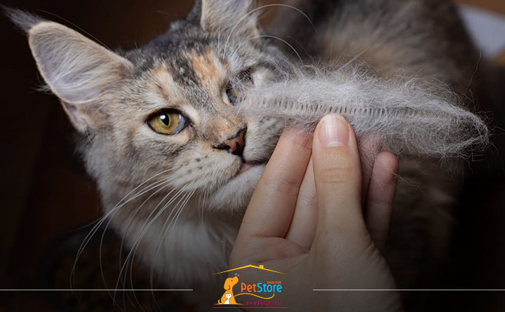 ریزش مو در گربه