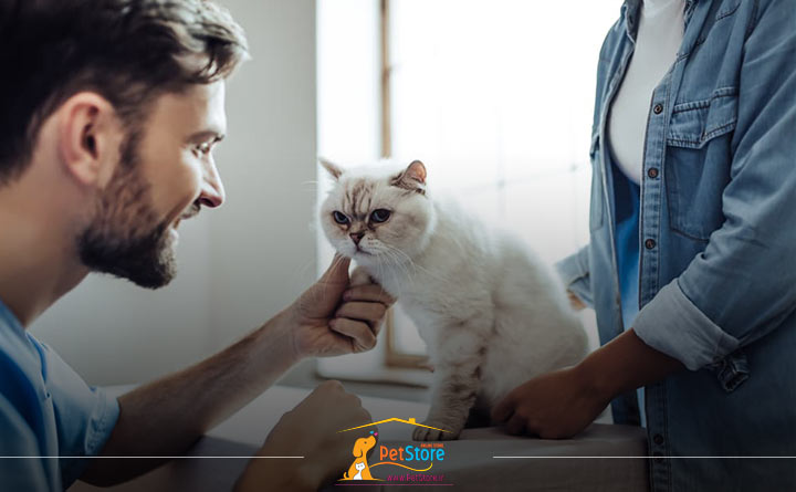 نشانههای کم آب شدن بدن گربه