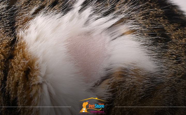 ریزش مو از بیماری‌های پوستی گربه