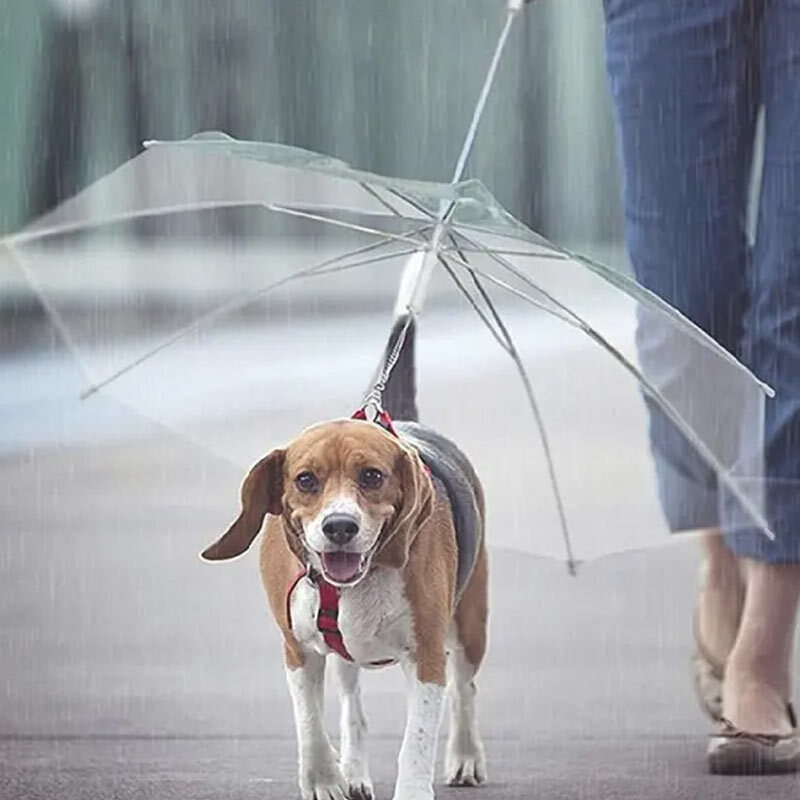  تصویر لایف استایل چتر مخصوص حیوانات خانگی 