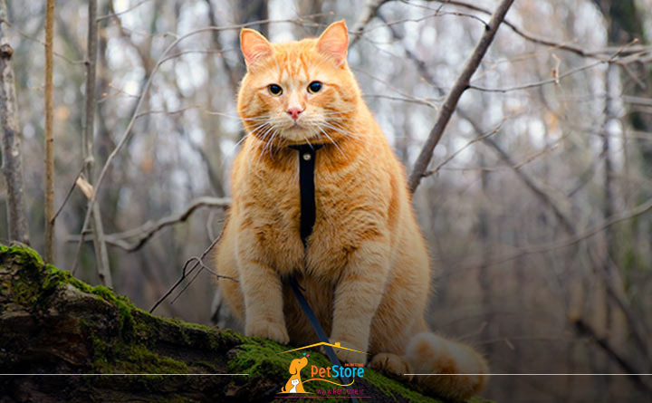 تربیت گربه برای فضای بیرون از خانه 