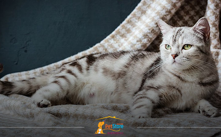 گربه باردار