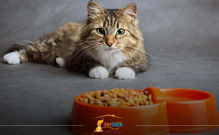 چاقی گربه بر اثر خوردن غذای تشویقی 