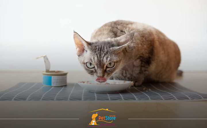 بهترین غذای بچه گربه 