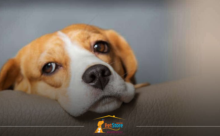 پرشدگی کیسه مقعدی سگ