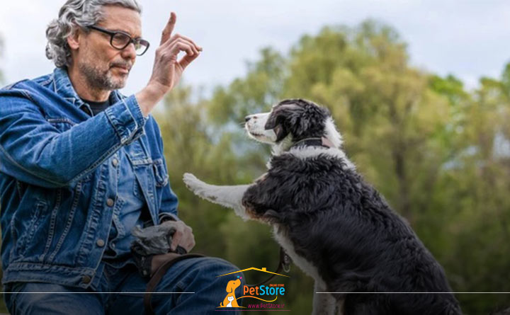 تربیت سگ در فضای باز