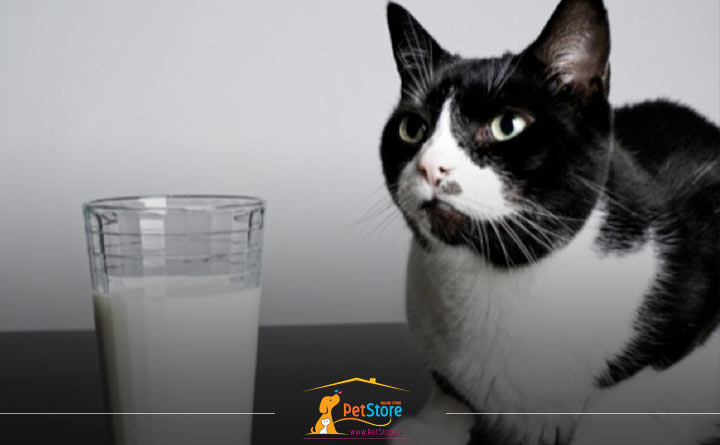 دادن شیر به گربه