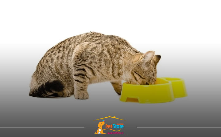 رژیم غذایی گربه در دوران بارداری