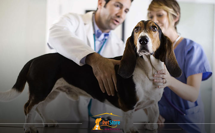 اضافه وزن سگ عقیم شده