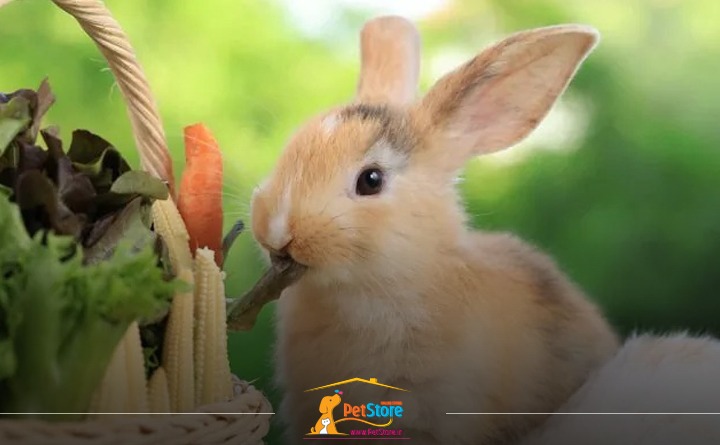 غذاهای مضر خرگوش