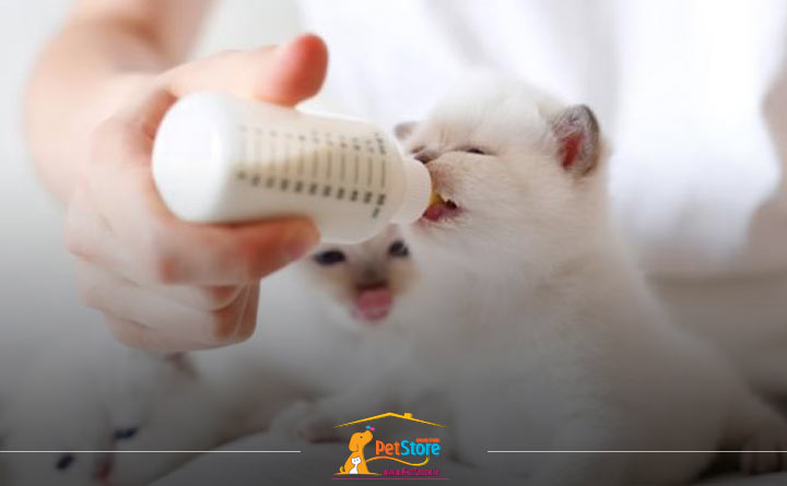 مخلوط‌کردن درست شیرخشک با آب برای شیر دادن به بچه گربه