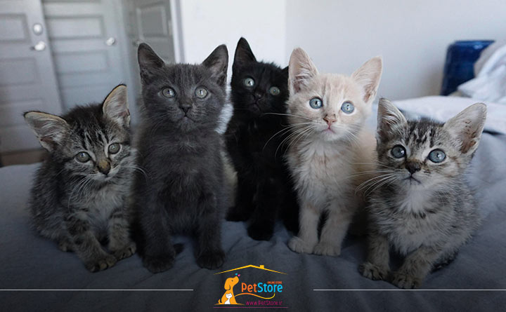 اجتماعی کردن بچه گربه