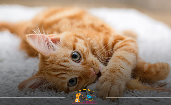 علائم مسمویت گربه 