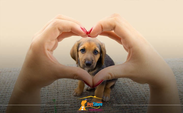 راه‌های افزایش طول عمر سگ: محبت کردن به سگ