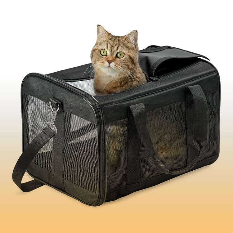 راهنمای خرید باکس گربه