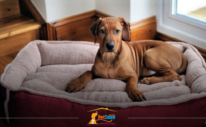 تمیزکردن جای خواب سگ برای رفع بوی بد سگ