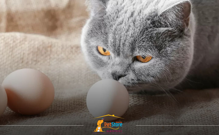 آیا تخم مرغ برای گربه مفید است؟