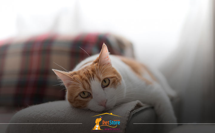 زمان تنهایی گربه