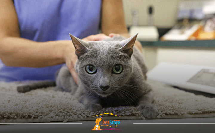 بیماری FLUTD در گربه