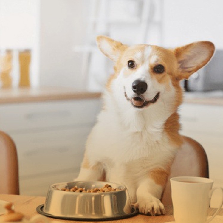 رژیم غذایی مناسب برای سگ