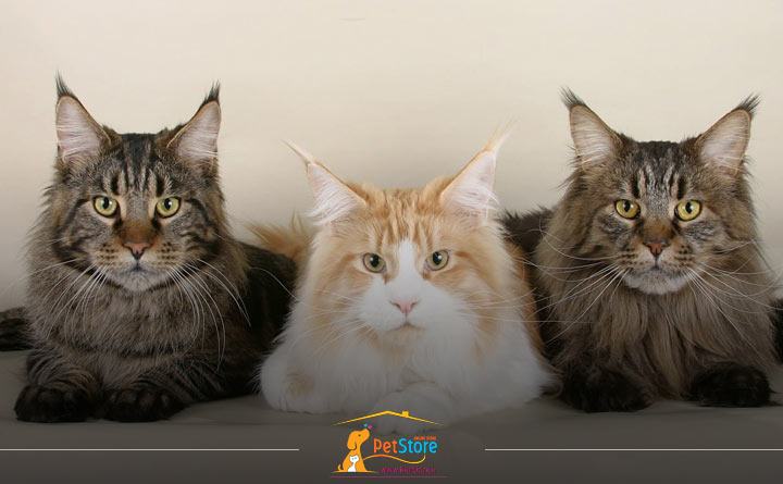 نژاد گربه های دیر بلوغ