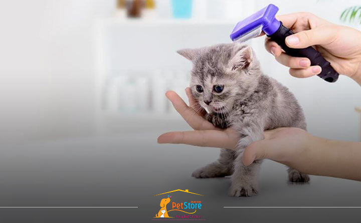 نظافت بچه گربه تازه متولد شده