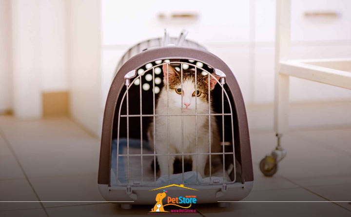 حمل‌ونقل آرام گربه با باکس