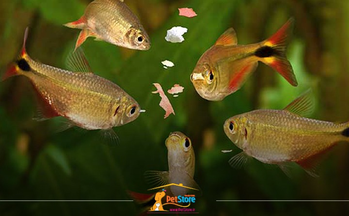 غذای ماهی آکواریوم