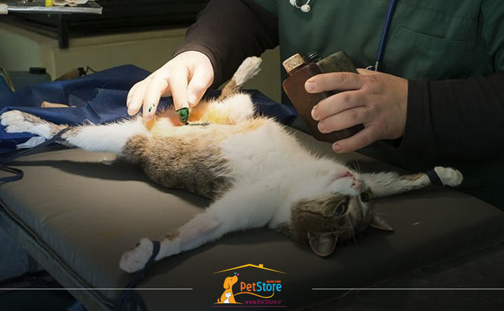 عقیم سازی در گربه