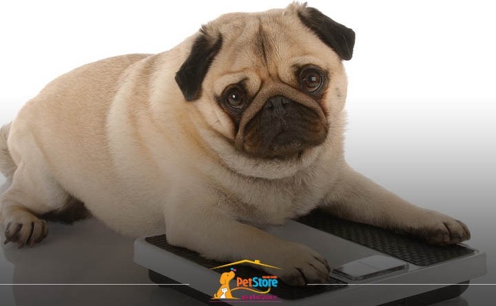 راه‌های افزایش طول عمر سگ: کنترل وزن