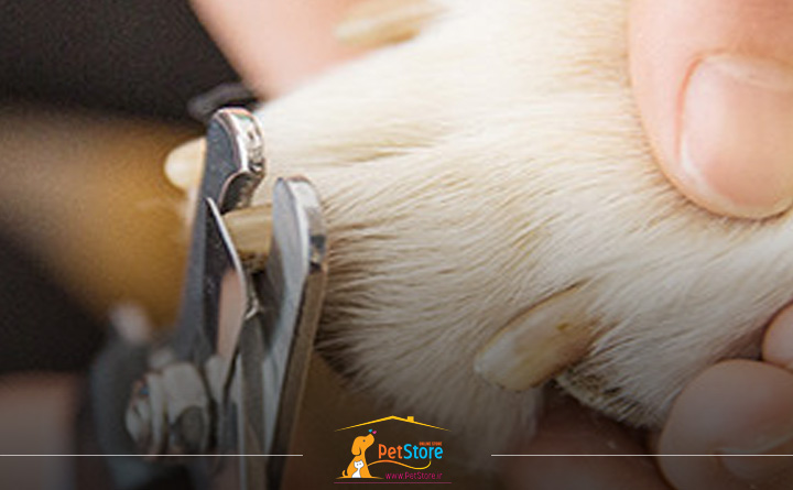 طرز صحیح کوتاه کردن ناخن سگ