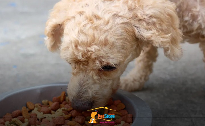 رژیم غذایی مناسب بر اساس سن سگ: غذای سگ مسن