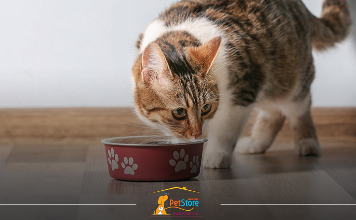 نحوه انتخاب غذای تشویقی برای گربه