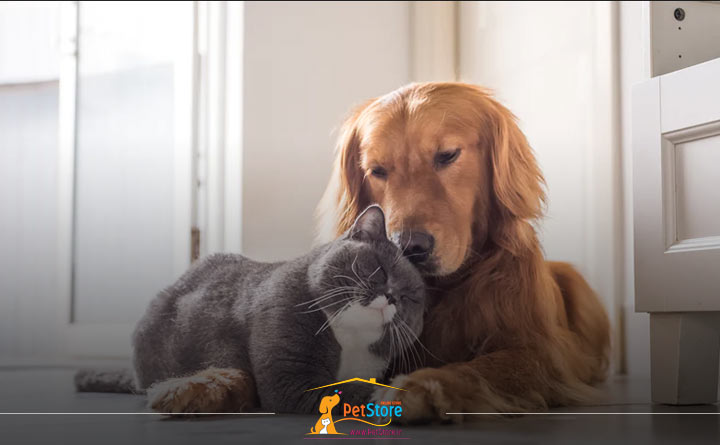 تنها گذاشتن سگ و گربه در منزل