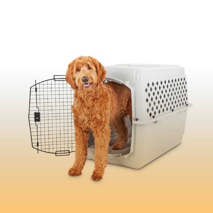 راهنمای خرید باکس حمل و نقل سگ