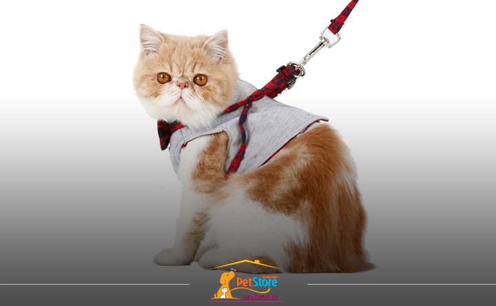 انتخاب سایز مناسب قلاده برای گربه