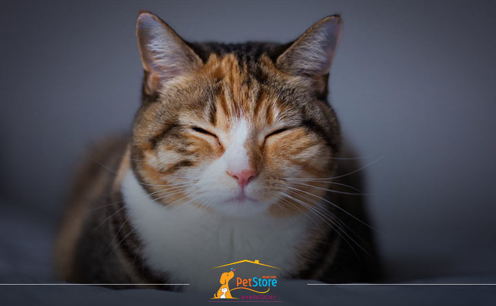 بیماری پیومتر در گربه ها