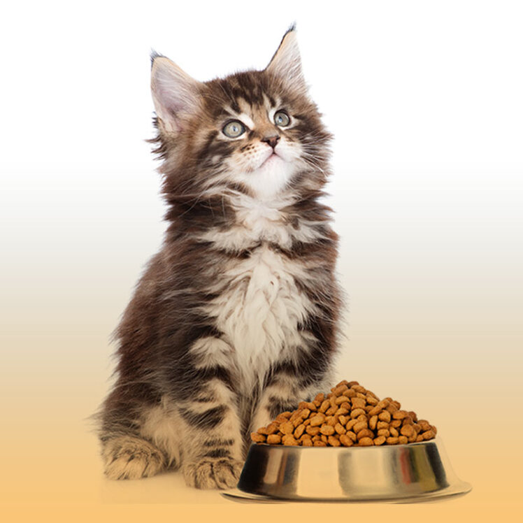 راهنمای خرید غذای بچه‌گربه