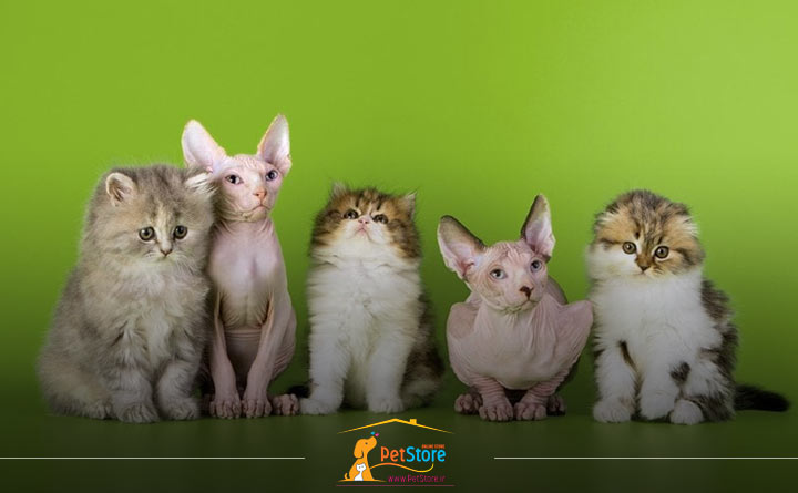 انواع نژاد گربه