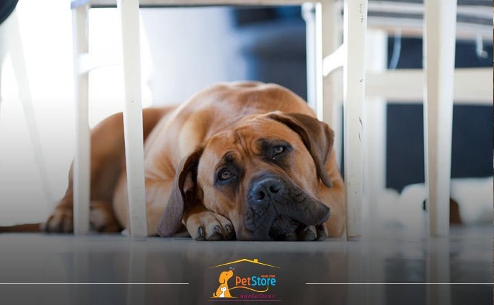 آموزش تنها ماندن سگ در خانه