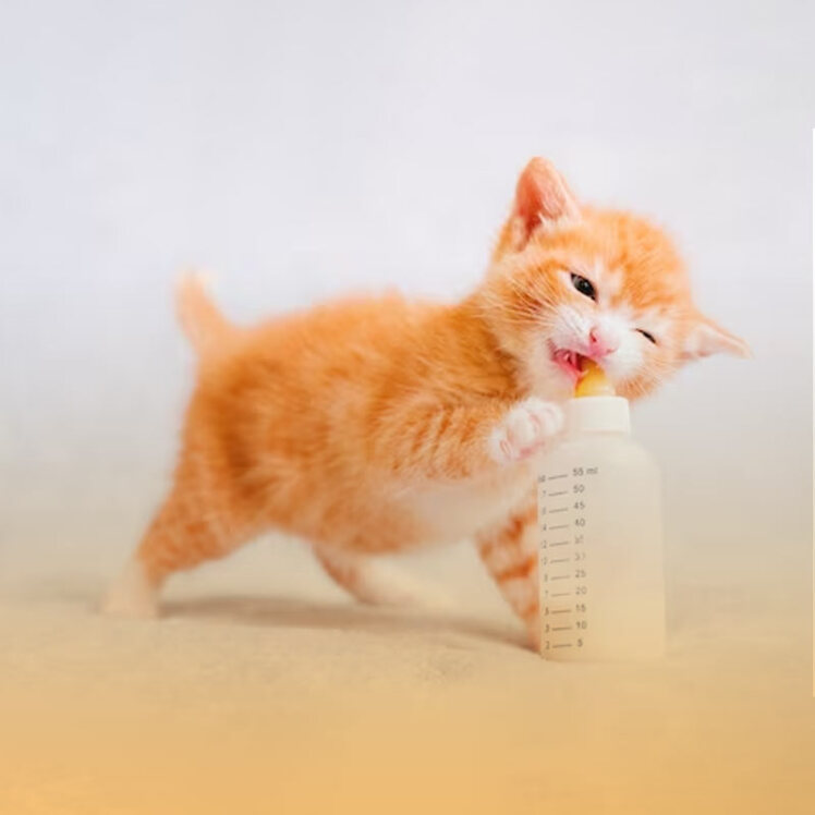 راهنمای خرید شیشه شیر بچه گربه